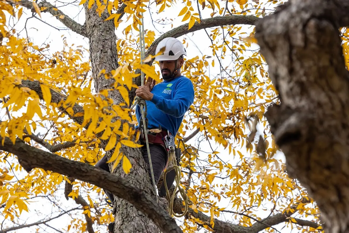 Skilled Storm Damage Cleanup crew working in Medford